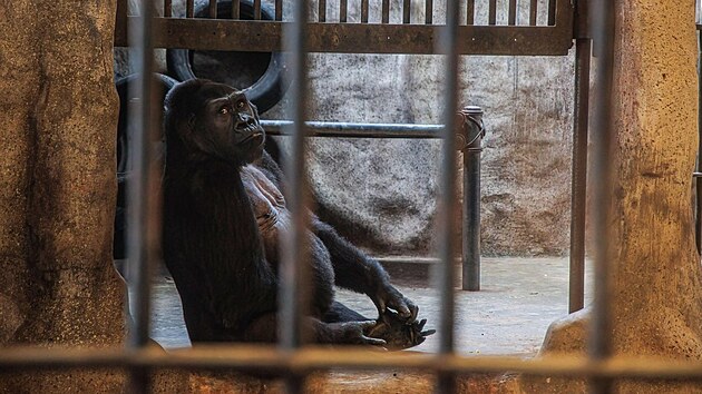 Bangkokská gorila Bua Noi (10. listopadu 2022)