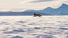 Aljašský vlk běží sněhem poblíž Arktické národní přírodní rezervace. V pozadí...