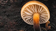 D�le bude 14. �ervna p�edn�ka V�ta Kahleho z pra�sk� zoologick� zahrady, kter�...