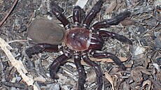 Pavouk žije v lesních porostech a buduje si podzemní nory v černozemi v...