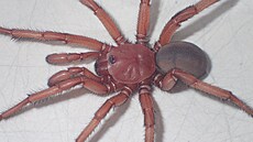 Vědcům v Austrálii se podařilo odhalit existenci supervelkého druhu pavouka,...