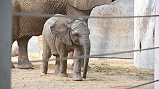 Mladý sameček Zyqarri, který byl prvním mládětem slona afrického narozeným v...