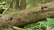 Oh�ovce rezavohn�dého v�dci objevili v Boubínském pralese po dlouhých 25 letech...