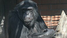 Jeden ze t�í uprchlých �impanz� den po út�ku. Do hodonínské zoo dorazili z Brna...