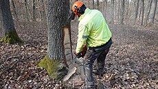 Správci národního parku Podyjí naezali asi dvacítku strom, aby pomohli k...