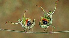 Fotografové zvíat musejí mít obí trplivost, aby se jim podailo zachytit ten...