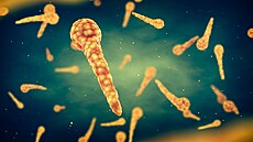 Bakterie tetanu (ilustrační fotografie)