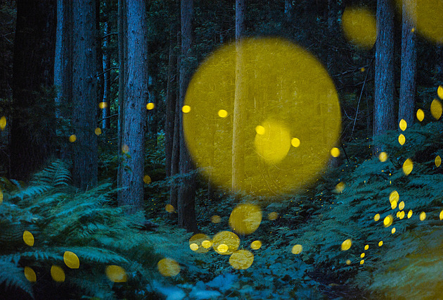 OBRAZEM: Podívejte se na vítěze soutěže Travel Photographer of the Year