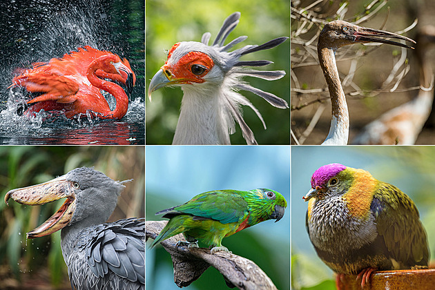 Den ptactva oslavte v Zoo Praha, na mejdanu s opeřenci z celého světa