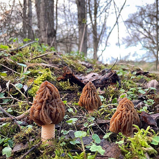 Kačenky české fascinují jemnou chutí, jen pozor na záměnu či alergii