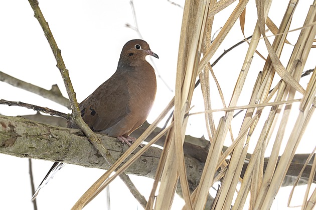 Zoo láká na cizokrajné hvězdy i vzácná zvířata