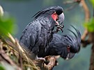 Také kolekce papouk je v Zoo Praha úasná. Na snímku kakadu palmový, jeden z...