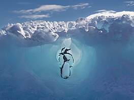 Schovka. Malí tuáci se v tunelovém systému na Antarktid ukrývají ped dravci.