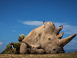 Jeden z posledních dvou severních bílých nosoroc odpoívá spolu se svým...