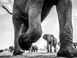 Poetné stádo. Sloni afrití v národním parku Hwange na západ Zimbabwe.