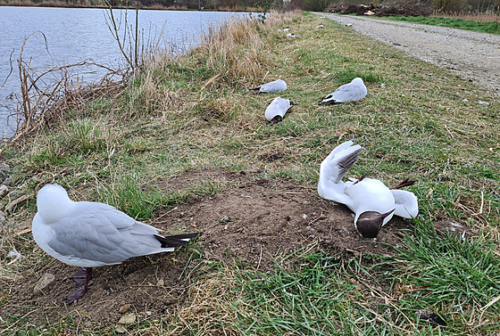U Mutnických rybník na Hodonínsku uhynulo pes sto rack chechtavých.