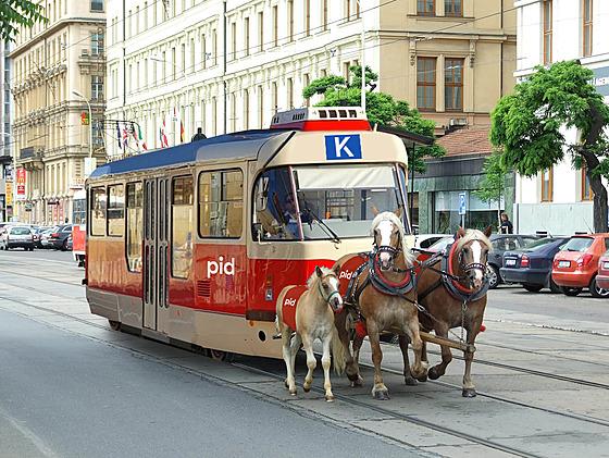 Kolá s koským speením, tramvají a brnnskou Beneovou ulicí zveejnná PID...