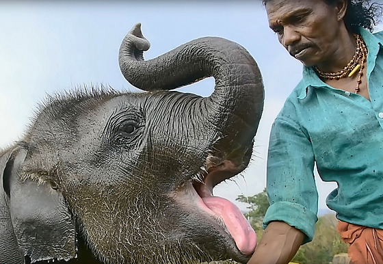 Slon Raghu a zízenec Bomman ve snímku Zaíkávai slon