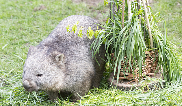 Velikonoce dorazily i do pražské zoo. Zvířata dostala barevná vajíčka či osení