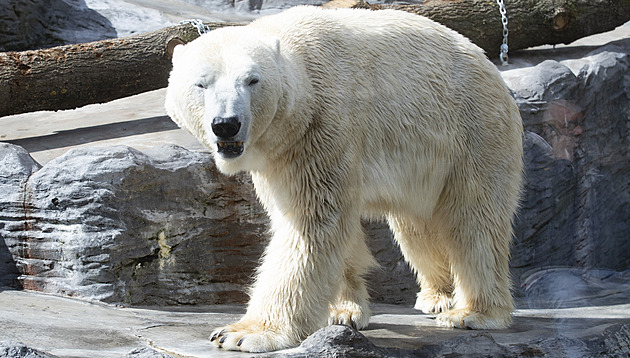 Nový výběh pro lední medvědy v pražské zoo bude dražší o 330 milionů korun