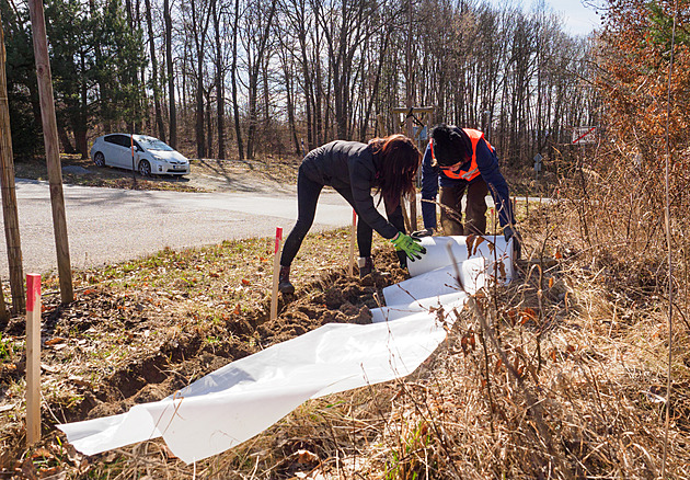 Plastové stěny chrání žáby před masakrem, dobrovolníci je přenášejí i ručně