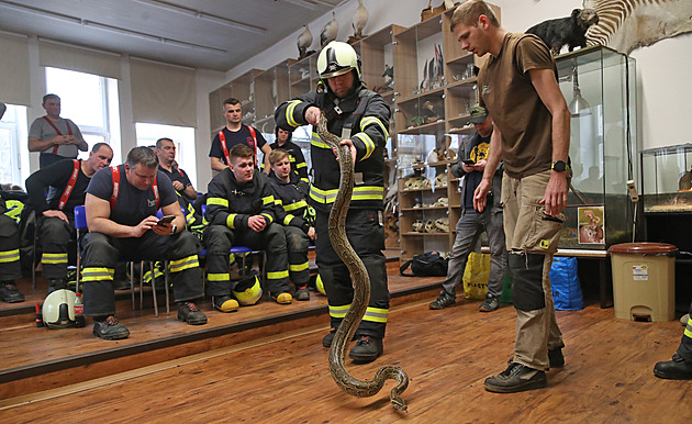 Hasiči se v ostravské zoo učili, jak na obří krajtu nebo ještěra