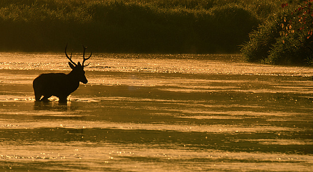 Dokument představí příběh vody na Šumavě, autor strávil v přírodě 160 dní