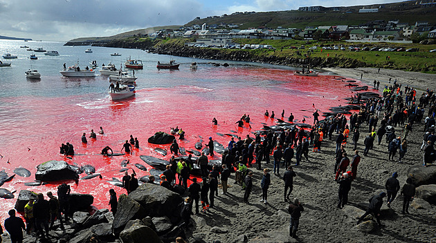 Každý rok zabijí Faeřané stovky velryb. Masový lov je stmeluje, říká režisér