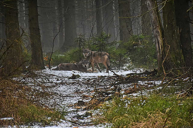 Vlk postřelený v Krkonoších dva dny krvácel, museli ho utratit