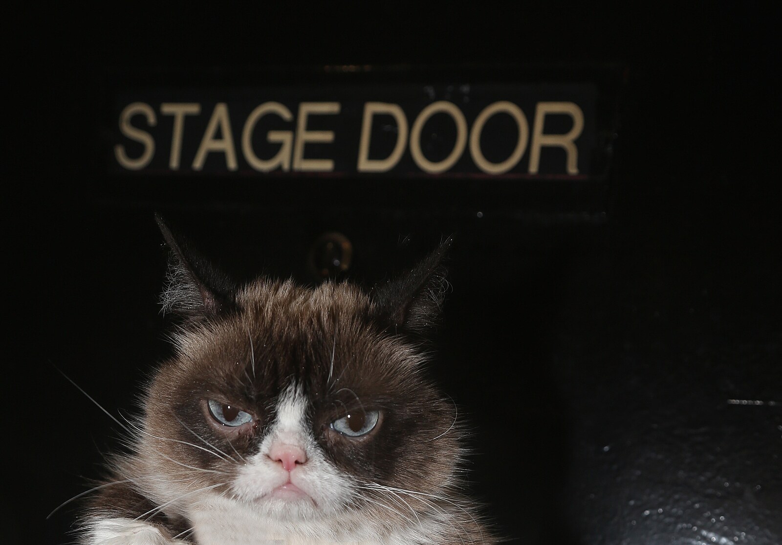Grumpy Cat Version Grumpy Cat