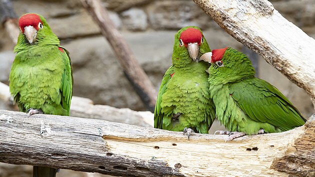 Velikonoce v pra�sk� zoo. (5. dubna 2023)