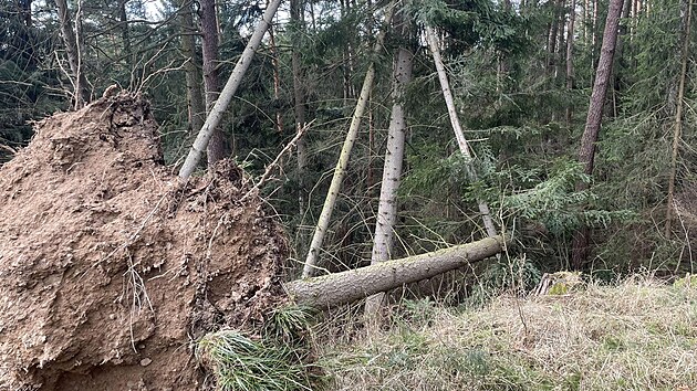 Torndo, kter v ptek veer dilo mezi Kunttem a Letovicemi na Blanensku, poniilo hlavn stromy.