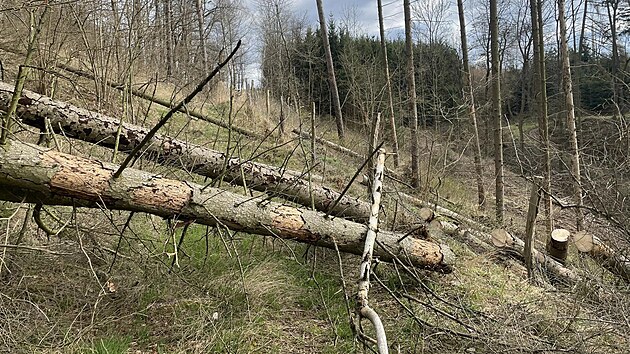 Torndo, kter v ptek veer dilo mezi Kunttem a Letovicemi na Blanensku, poniilo hlavn stromy.