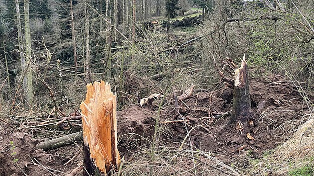 Torndo, kter v ptek veer dilo mezi Kunttem a Letovicemi na Blanensku, poniilo hlavn stromy.