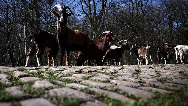 Kozy na vce ne dvoukilometrovm dldnm seku v Arenbergskm lese v poslednch dvou mscch spsly trvu prorstajc mezi kostkami.