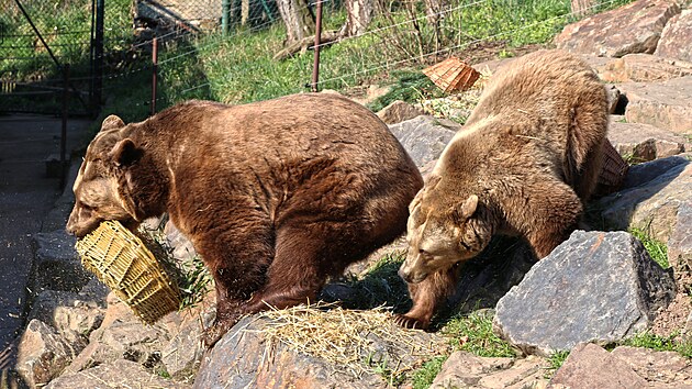 Medv�di v plze�sk� zoologick� zahrad� oslavili kulat� narozeniny.