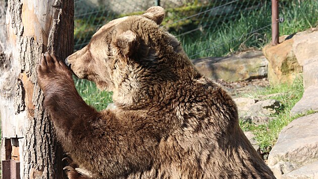 Medv�di v plze�sk� zoologick� zahrad� oslavili kulat� narozeniny.