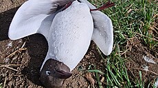 U Mut�nických rybník� na Hodonínsku uhynulo p�es sto rack� chechtavých.