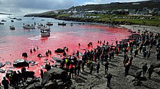 Tradiční lov velryb a delfínů na Faerských ostrovech (29. května 2019)