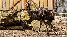 Olomoucká zoologická zahrada dokonila své safari. Souástí je mimo jiné ást...