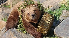 Medvědi v plzeňské zoologické zahradě oslavili kulaté narozeniny. | na serveru Lidovky.cz | aktuální zprávy