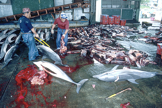 Delfíni pruhovaní zpracovávaní v jednom z japonských pístav (29. ervence...