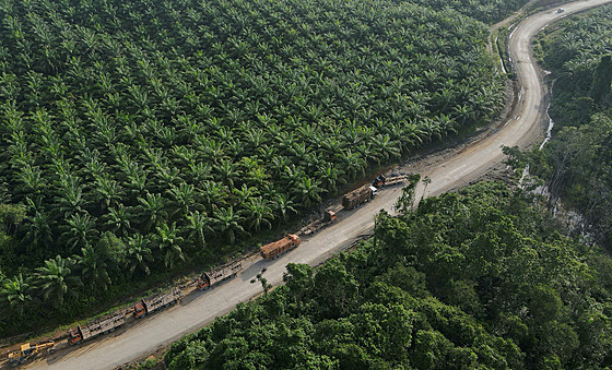 Nákladní automobily na palmové plantái poblí indonéské vesnice Sepaku (8....