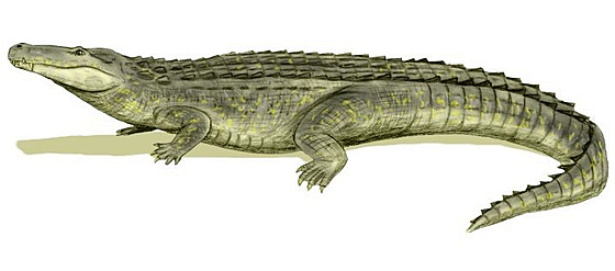 Rekonstrukce přibližného vzezření obřího aligatoridního krokodýla 
