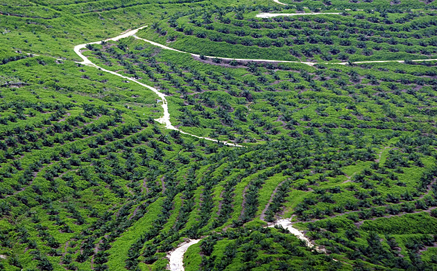 Evropská pravidla proti odlesňování trápí investory. Firmám hrozí pokuty
