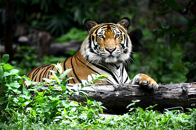 S tygry to Indie umí. Projekt je zachránil, ale vesničané se bouří