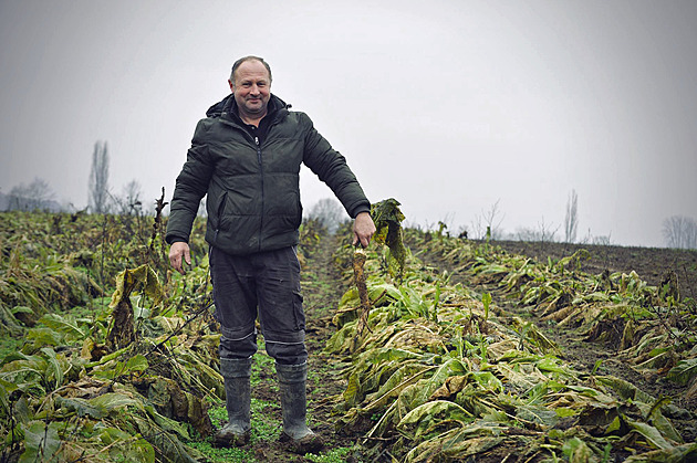 Vadí jim závislost Česka na dovozu zeleniny, pěstují český křen. Je pálivější