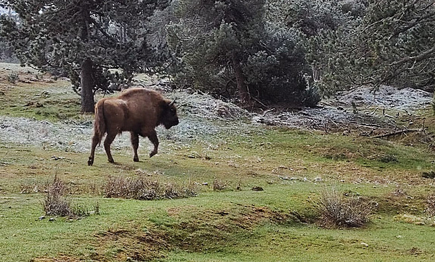 Zubr Taran si zvyká ve francouzské rezervaci, převezli ho tam z táborské zoo