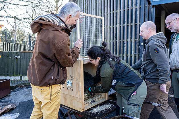 Vombat Cooper musel na partnerku kvůli covidu čekat, ale už ji má v Praze