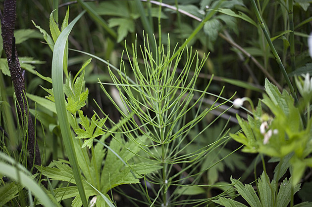 Jak můžeme zkoumat pravěké klima? Ze současných přesliček!